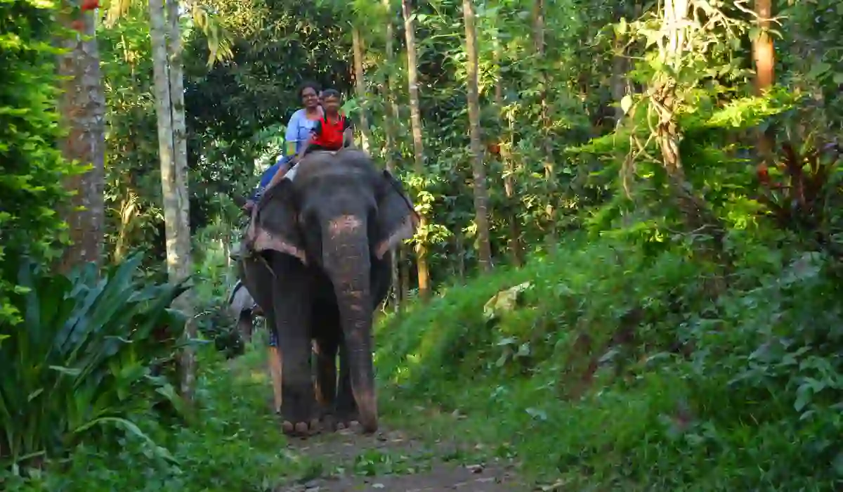 Elephant safari in Thekkady