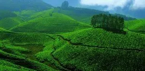 Munnar Honeymoon