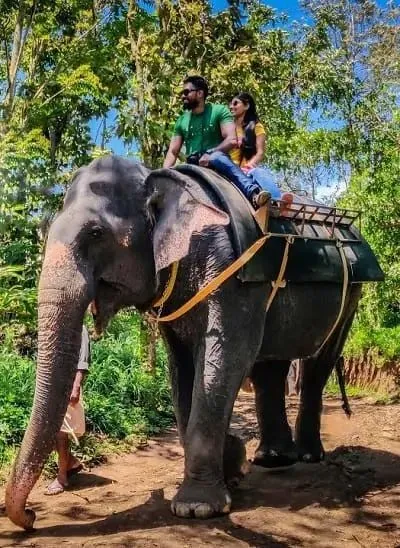 Elephant Safari
