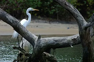 Kadalundi Bird Sanctuary