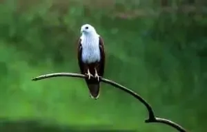 Thattekkad Bird Sanctuary
