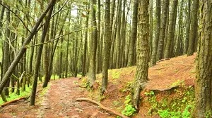 Pine Forest - Vagamon