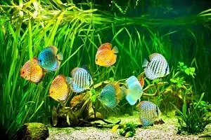 Vizhinjam Marine Aquarium