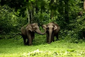 Wayanad Wildlife