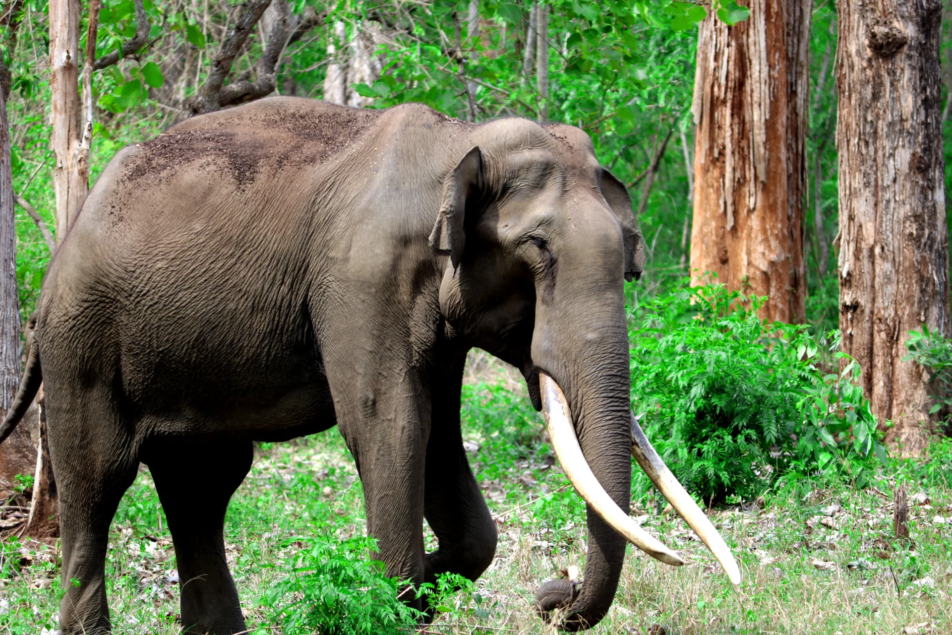 Munnar to Thekkady(4 hrs)