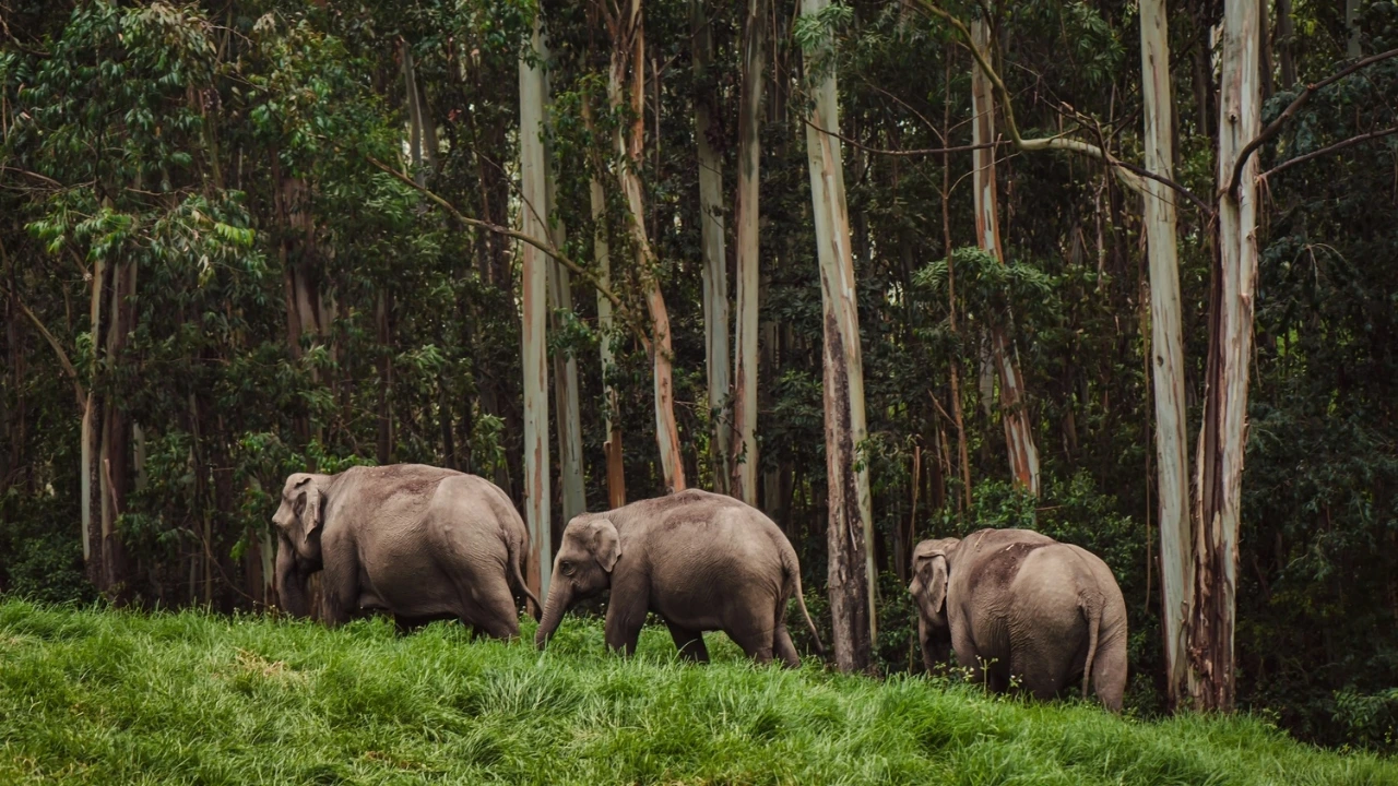 Kochi to Thekkady Herd of elephant