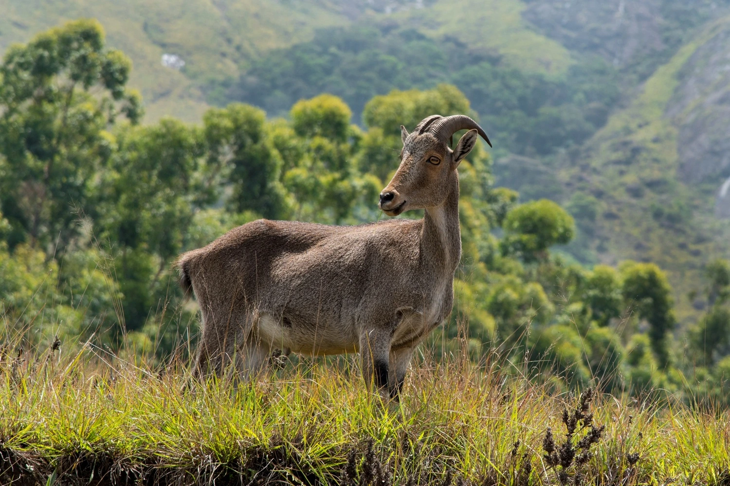 Nilgiri Tahr standing in grasslands of Eravikulam National Park in the Western Ghats, Kerala