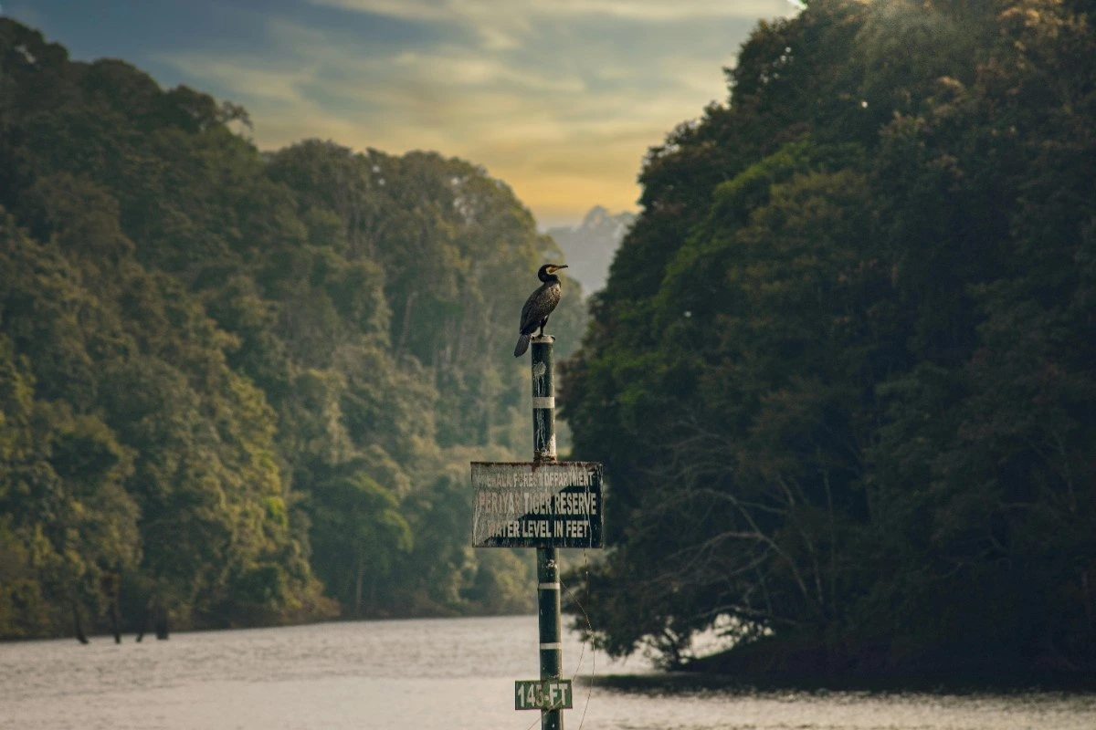 Periyar Lake and forest landscape in Periyar National Park, Thekkady, Kerala