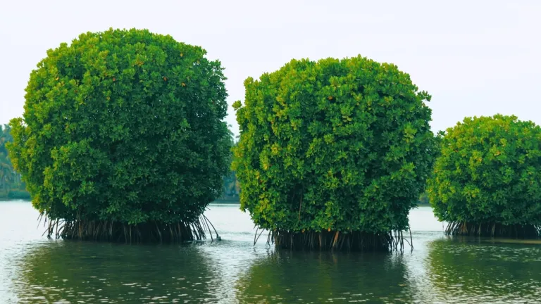 Mangrove trees in Munroe Island Kerala backwaters, Kollam